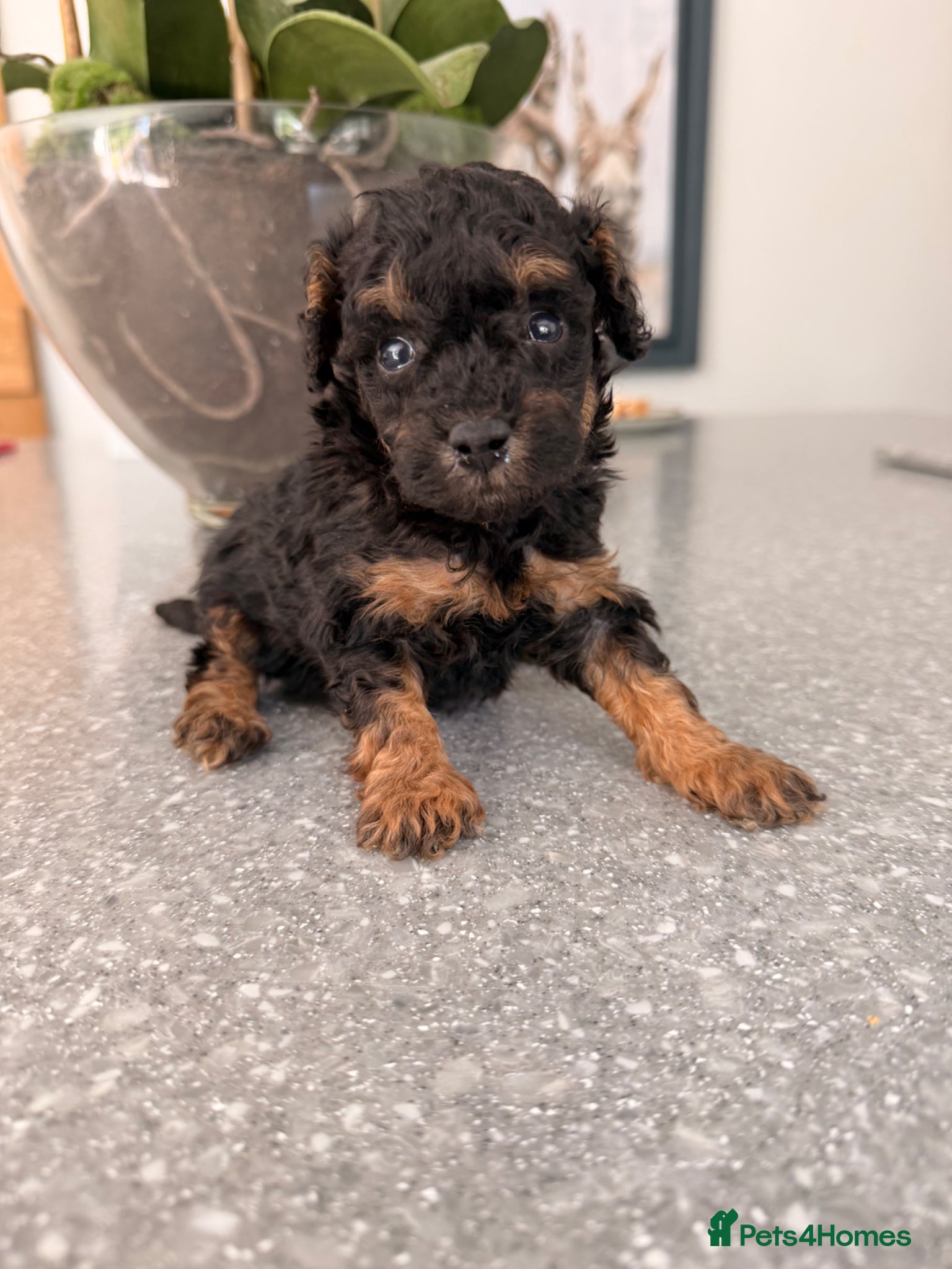 Cavapoo dogs Tiny toy cavapoo puppies for sale  - Advert 1