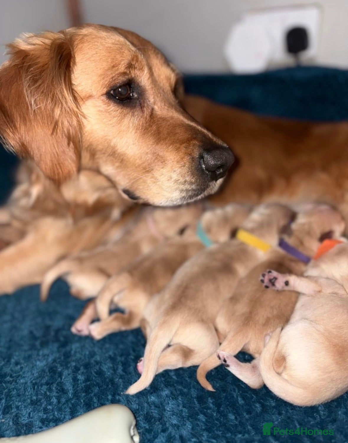 Golden Retriever dogs **Adorable Golden Retriever Pups✨ - Advert 17