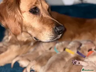 Golden Retriever dogs **Adorable Golden Retriever Pups✨ - Advert 1