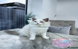 Ragdoll cats for sale: Ragdolls kittens from Chinese bloodline  - Image 3