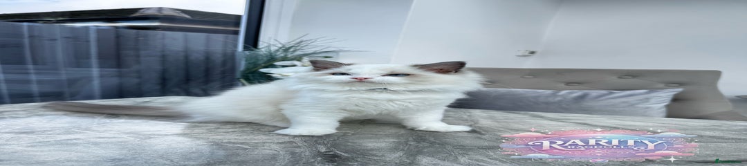Ragdoll Kitten 3
