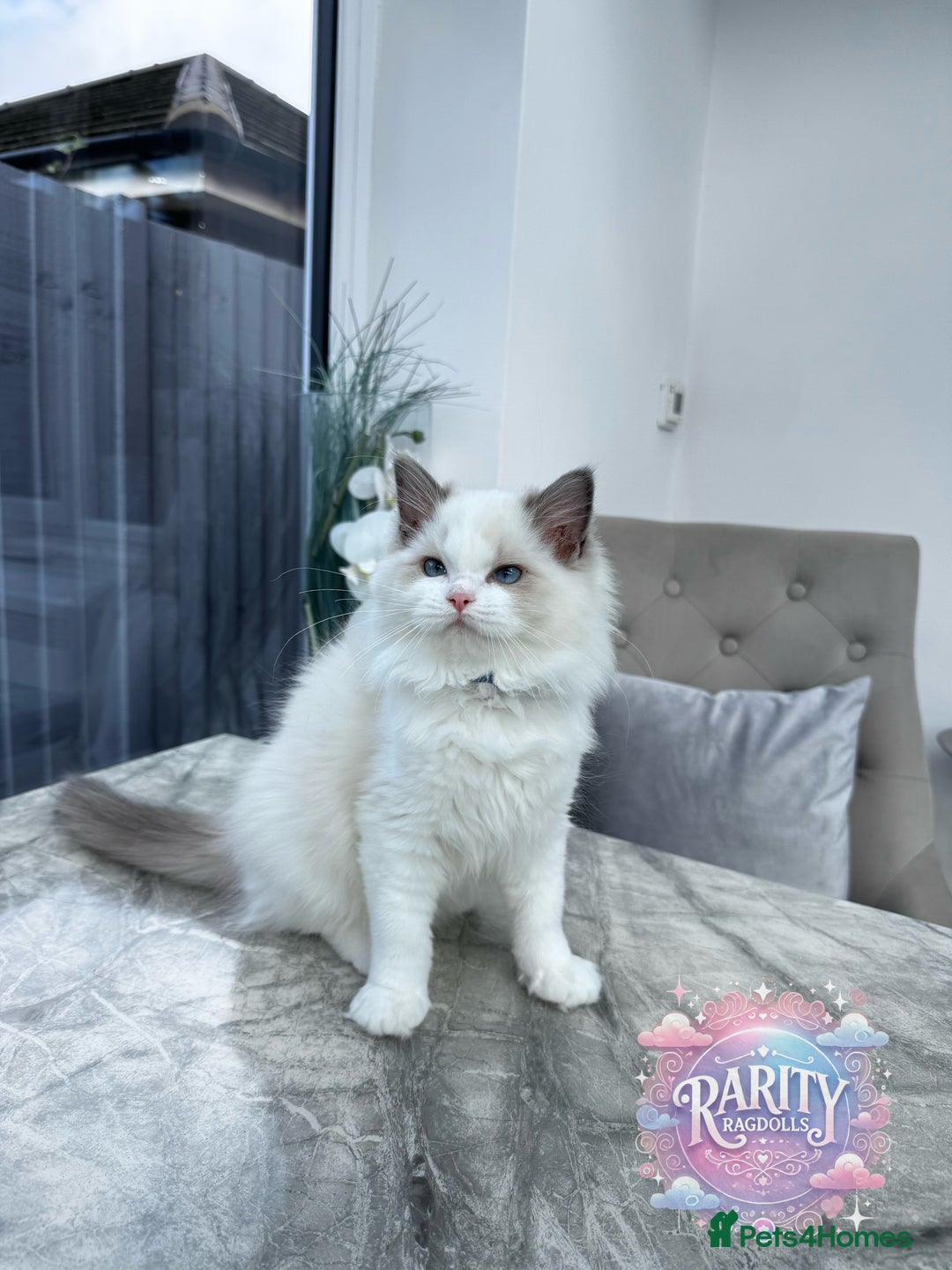 Ragdoll cats for sale: Ragdolls kittens from Chinese bloodline  - Image 3