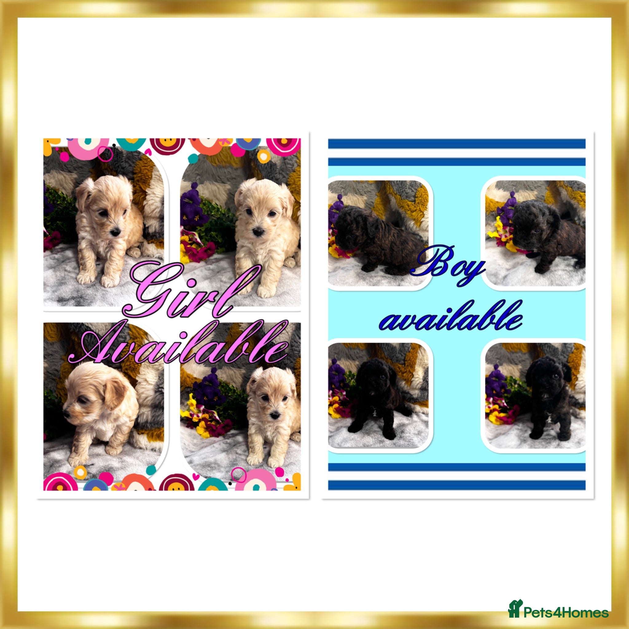 Maltipoo dogs Maltipoo’s rare colour parents tested Clear PRA - Advert 6