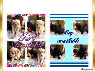 Maltipoo dogs Maltipoo’s rare colour parents tested Clear PRA - Advert 6