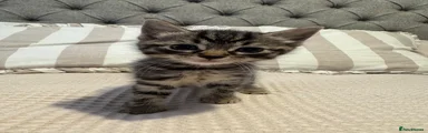 Ragdoll 1