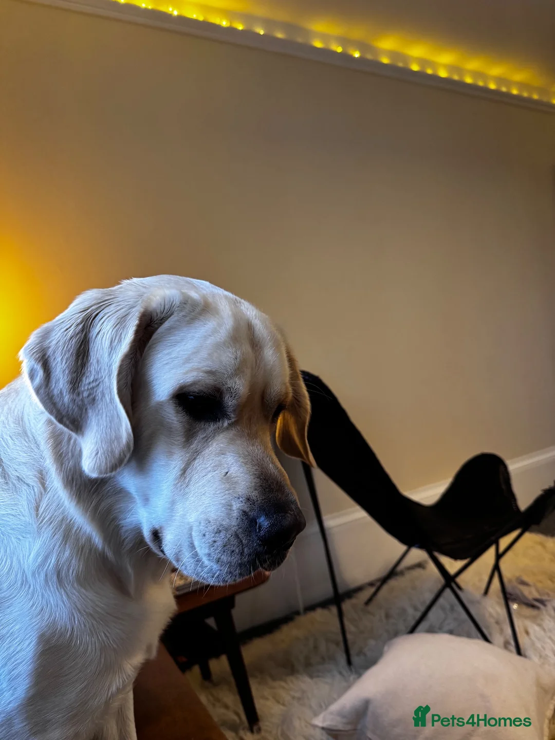 Labrador Retriever dogs for sale: Wonderful Toby  - Advert 7