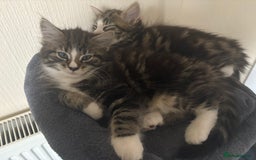 Mixed Breed cats for sale: Kittens for sale - Image 4
