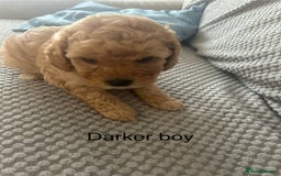 Cavapoo dogs for sale: 🌟 Fully health tested F1B cavapoos for sale 🌟  - Image 5