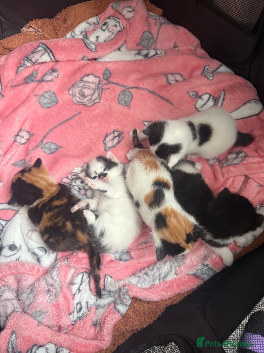 British Shorthair cats for sale: 4 Kittens for sale - Image 1