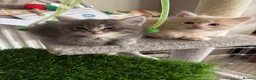 Ragcoon cats for sale: Beautiful raccoon kittens  - Advert 2