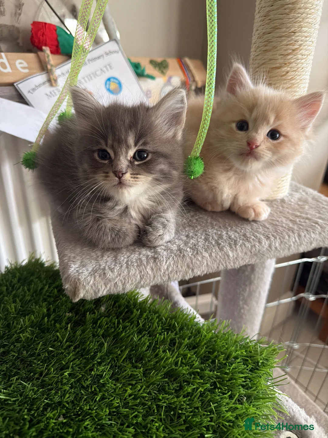 Ragcoon cats for sale: Beautiful raccoon kittens  - Advert 2