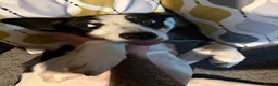 Border Collie dogs for sale: 2 Year Old Border Collie  - Advert 2