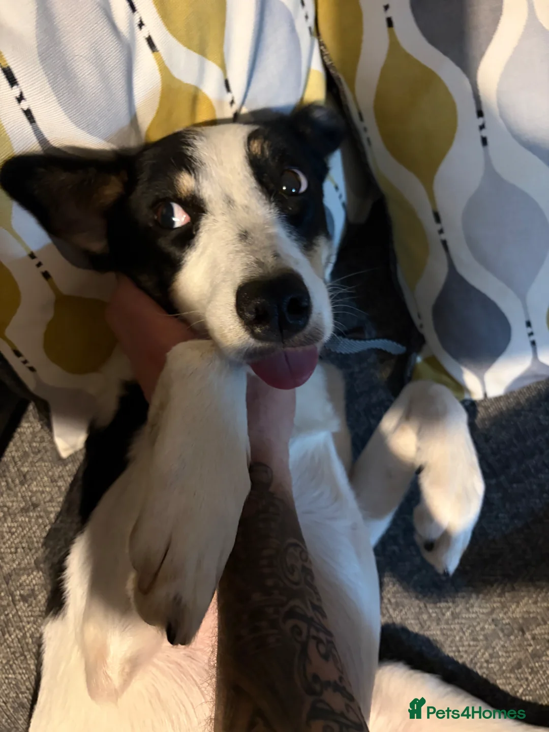Border Collie dogs for sale: 2 Year Old Border Collie  - Advert 2