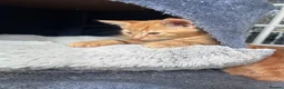 Mixed Breed cats for sale: Four beautiful all ginger kittens  - Advert 11