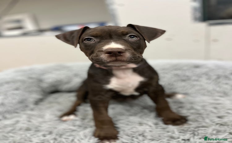 American Bull Staffy dogs Staffy Bull Puppies - Advert 7