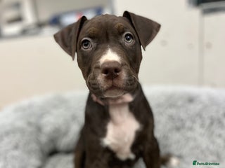 American Bull Staffy dogs Staffy Bull Puppies - Advert 5