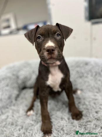 American Bull Staffy dogs Staffy Bull Puppies - Advert 1