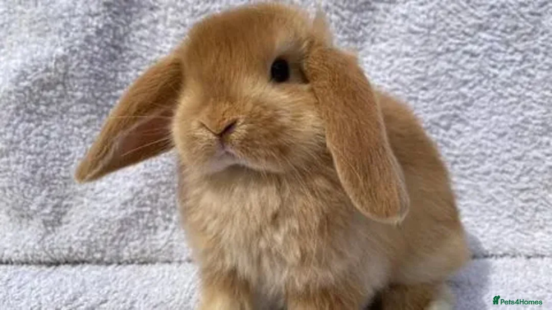 Mini Lop rabbits for sale: Stunning babies various ages vaccinated  - Advert 21