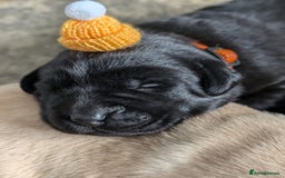 Labrador Retriever dogs for sale: Stunning labrador puppies from good working lines - Advert 18