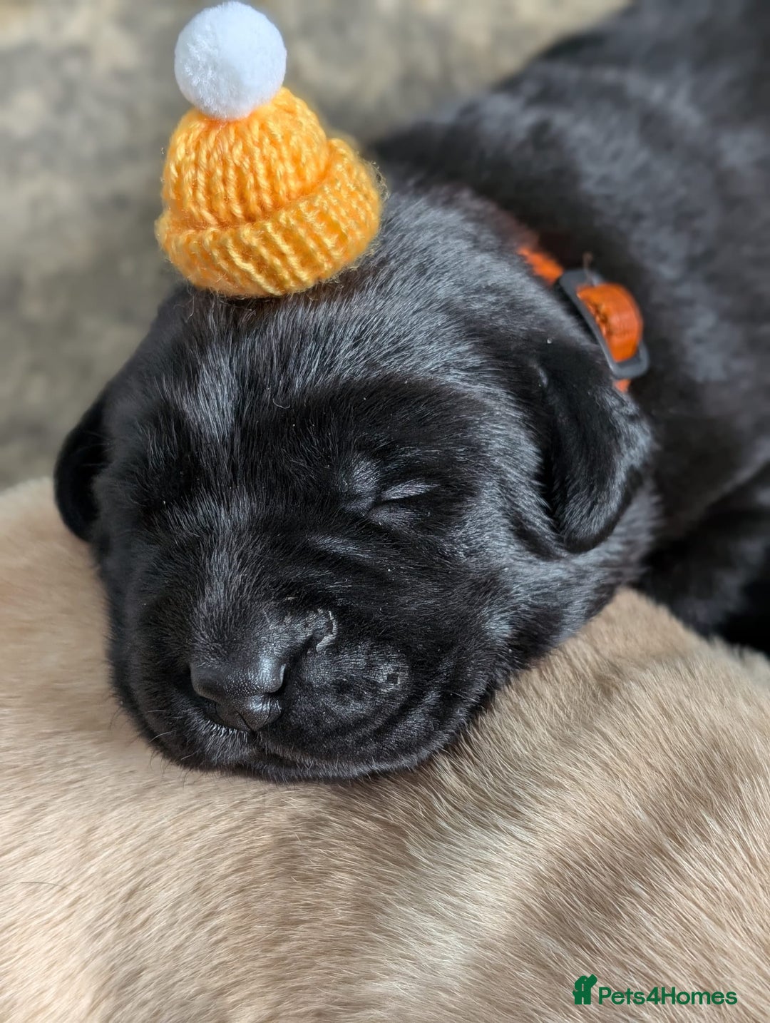 Labrador Retriever dogs for sale: Stunning labrador puppies from good working lines - Advert 18