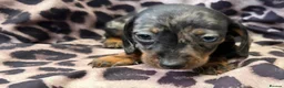 Miniature Dachshund dogs for sale: Miniature Dachsund puppies 3 boys 1 girl  - Advert 14