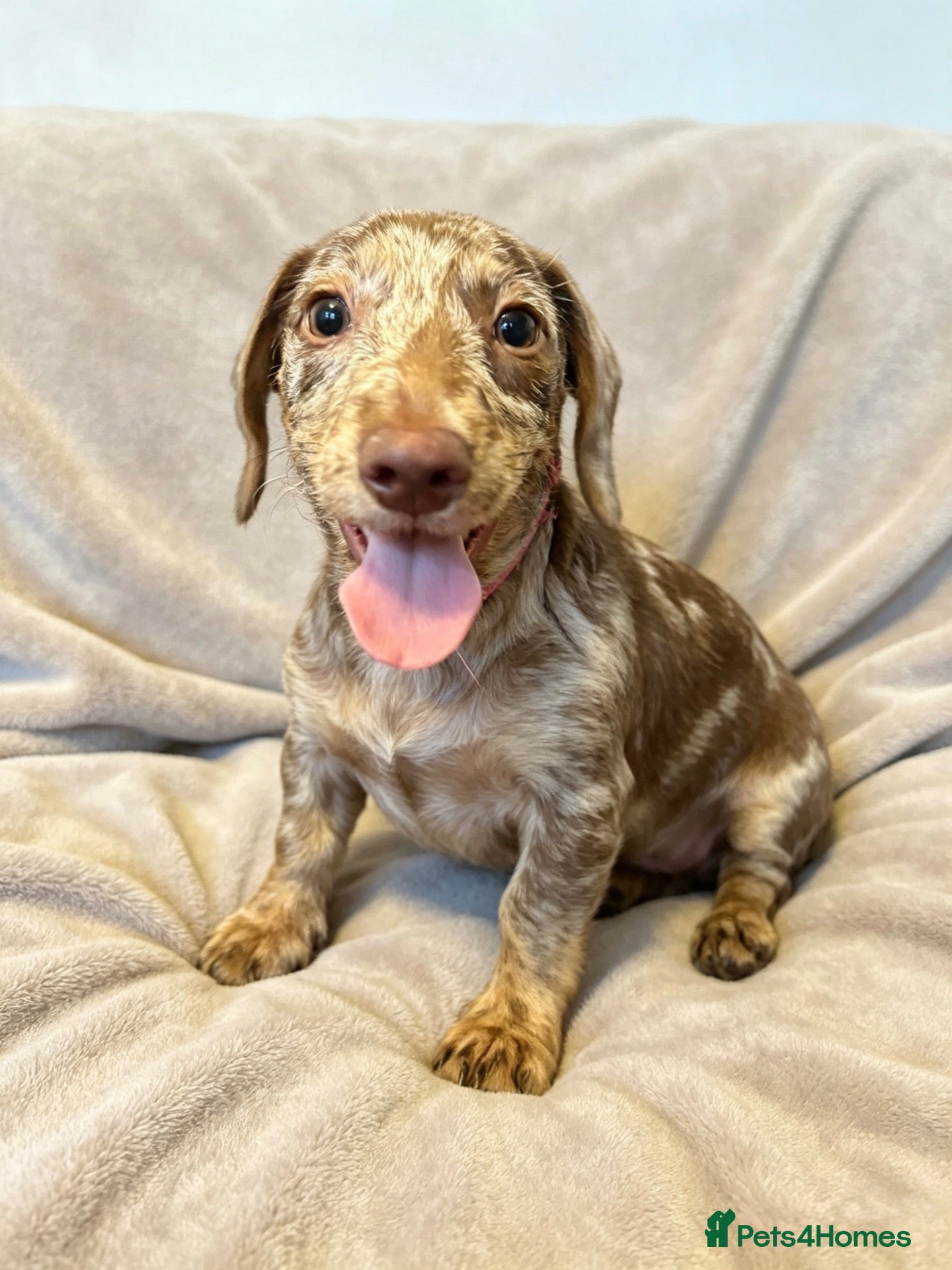 Mixed Breed dogs Stunning doxiepoo puppy  - Advert 8