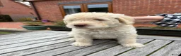 Labradoodle dogs for sale: Multi generation Standard labradoodles  - Advert 9