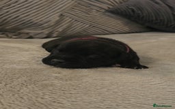 Staffordshire Bull Terrier dogs for sale:  STAFFORDSHIRE BULL TERRIERS PUPS  - Image 5