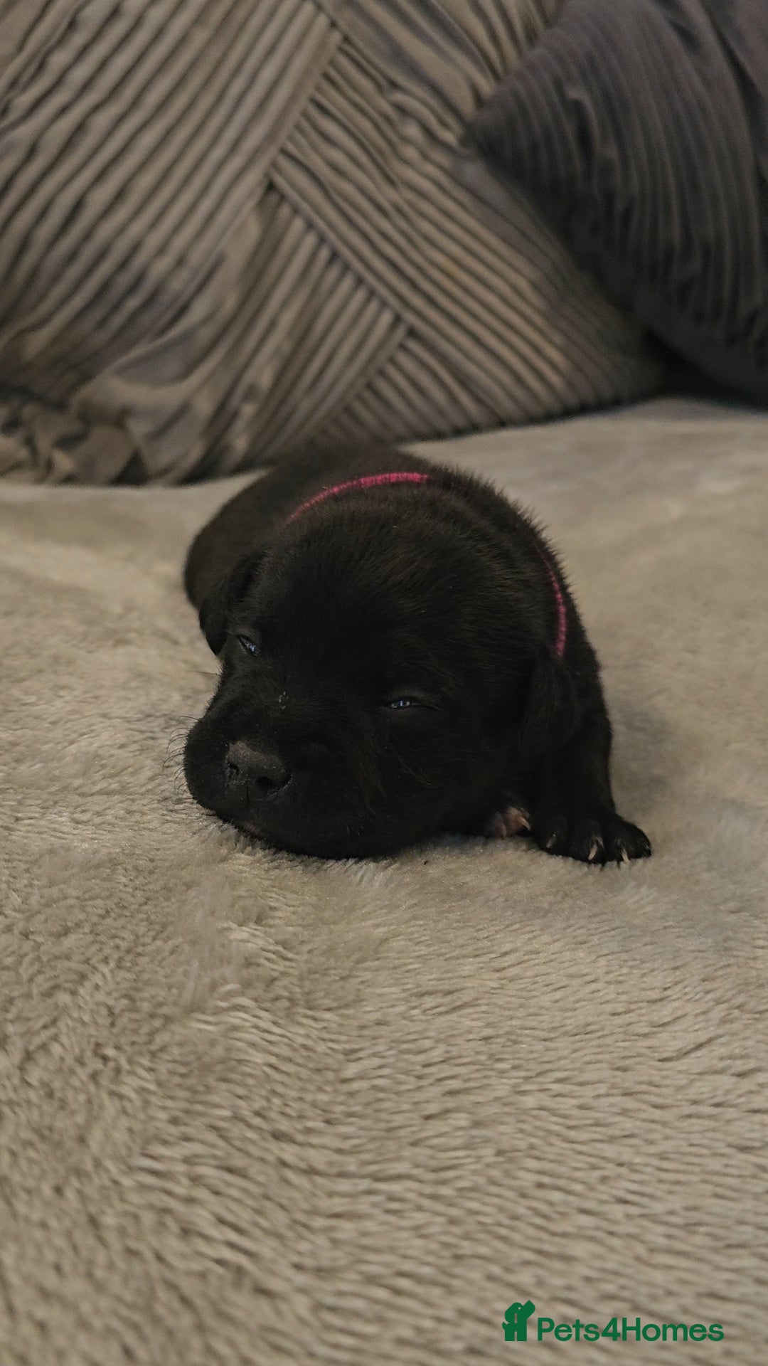 Staffordshire Bull Terrier dogs for sale:  STAFFORDSHIRE BULL TERRIERS PUPS  - Image 5