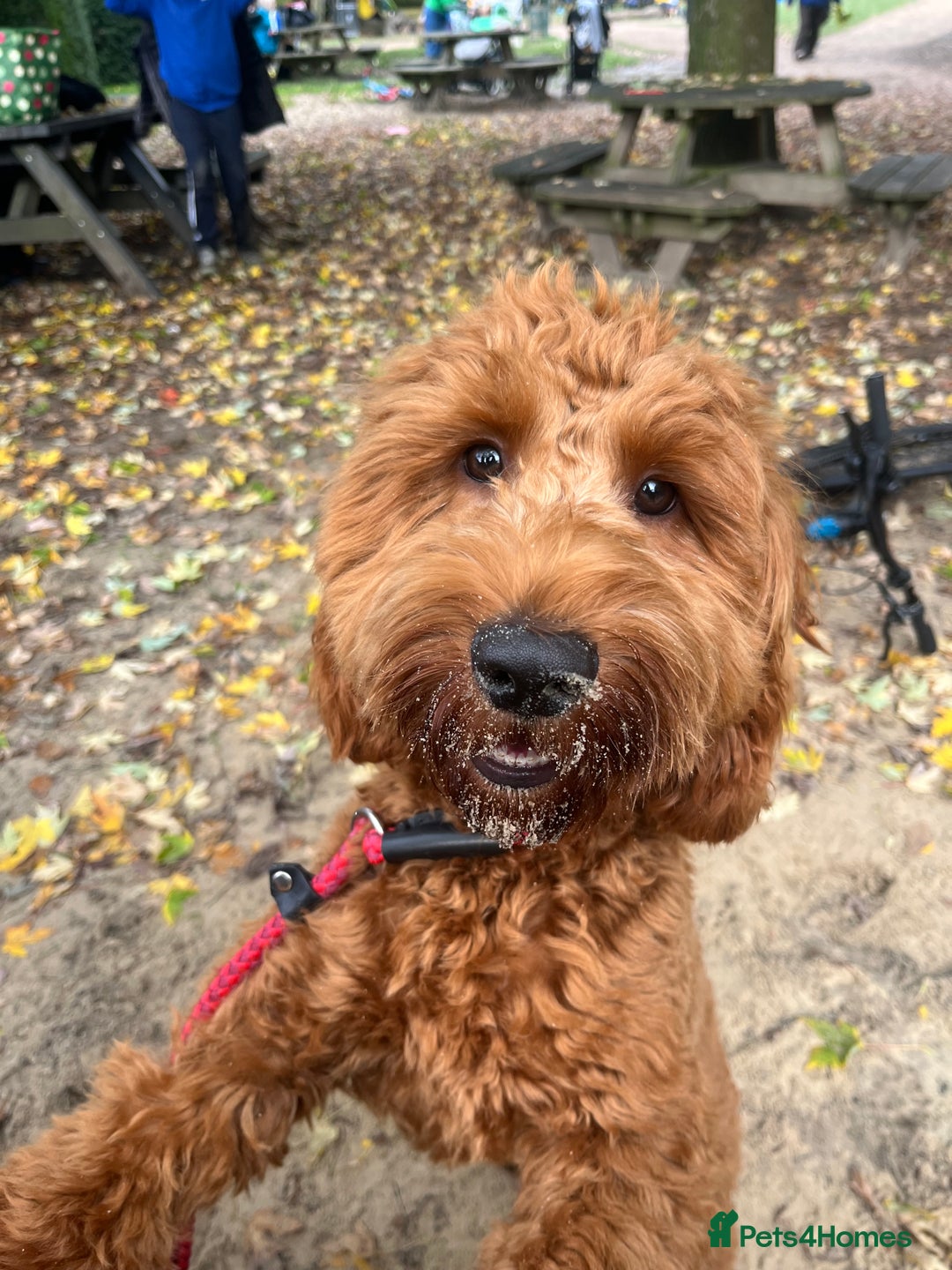 Cockapoo dogs for stud: Stunning F1 male cockapoo stud  - Image 9