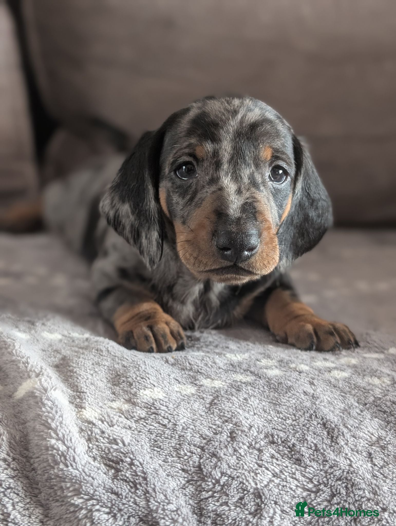 Dachshund dogs Champion Line Standard Dachshund  - Advert 2