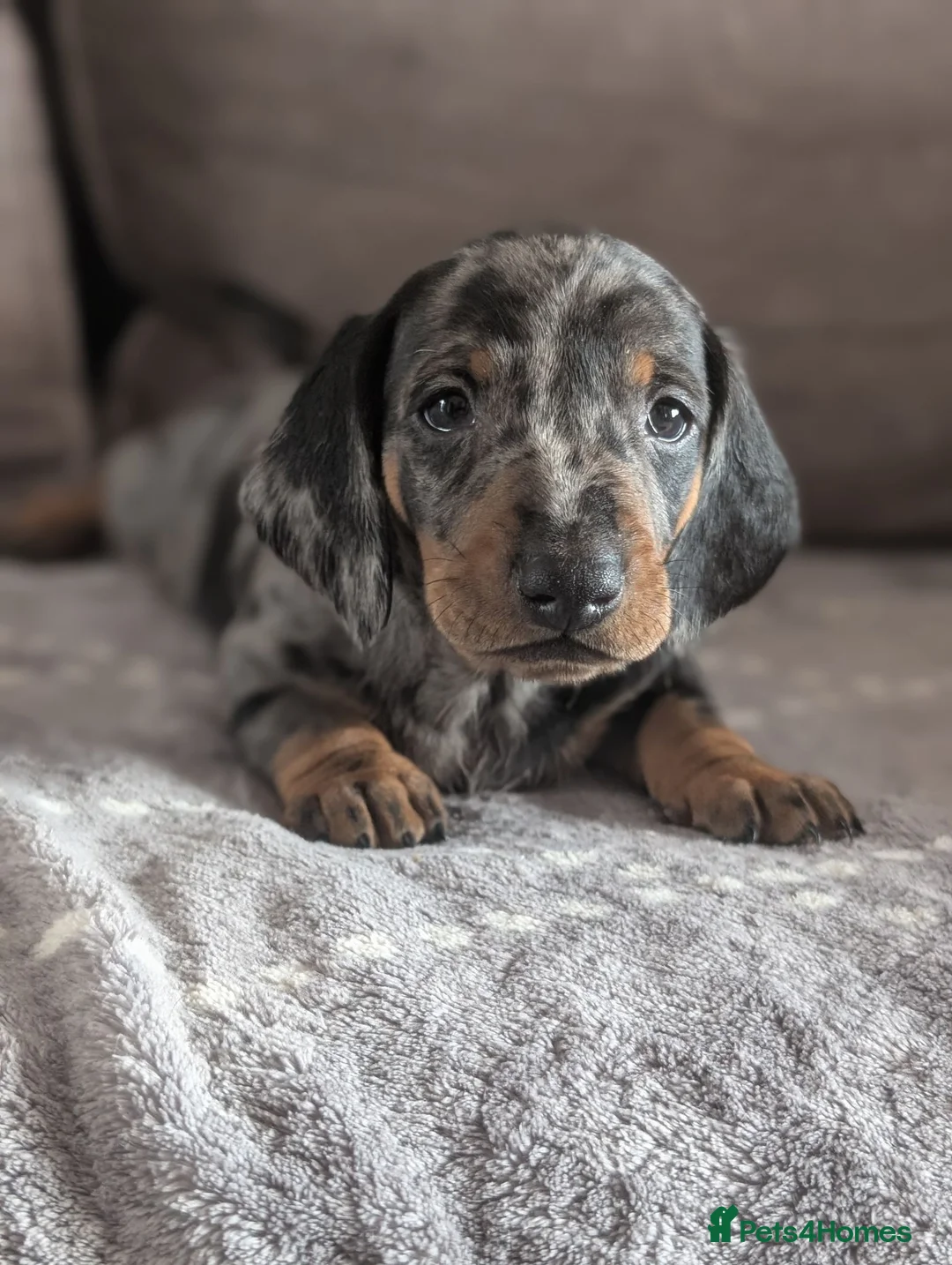 Dachshund dogs for sale: Champion Line Standard Dachshund  in Coventry - Advert 2