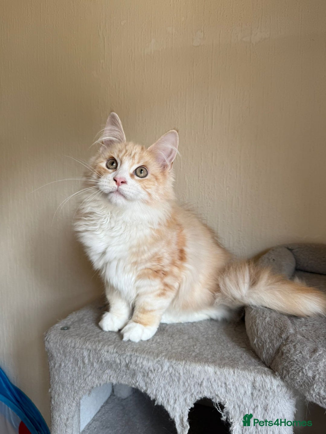 Maine Coon cats for sale: Stunning Maine coon kittens - Image 7
