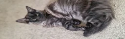 Mixed Breed cats for sale: Marble Bengal x Maine Coon kittens in New Milton - Advert 14