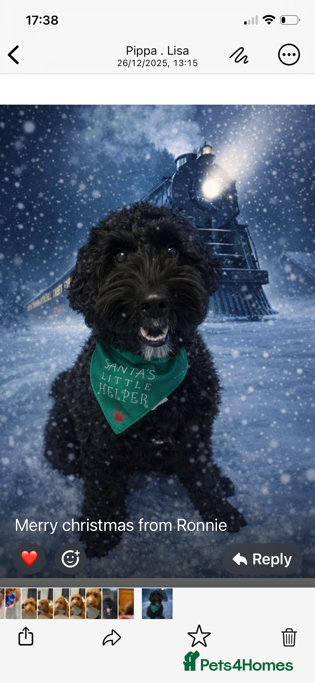 Cockapoo dogs for sale: WAITING LIST NOW OPEN FOR COCKERPOOS - Advert 10