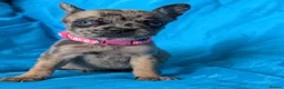 Mixed Breed dogs for sale:  adorable Mali mix  puppies in Llanelli - Advert 16
