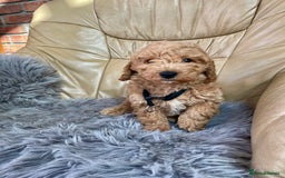 Poochon dogs for sale: Poochon girl and boys💥 - Image 4