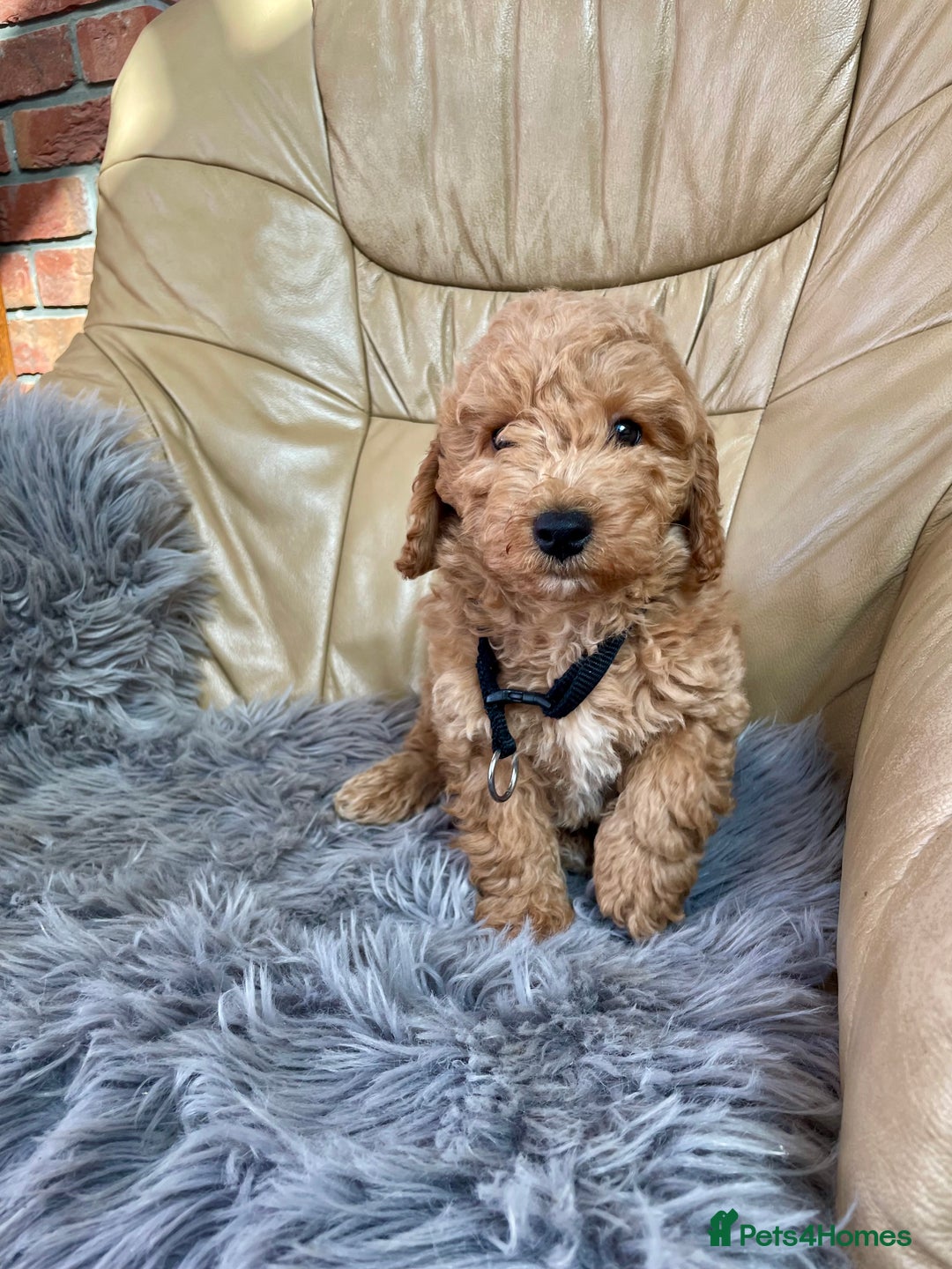 Poochon dogs for sale: Poochon girl and boys💥 - Image 4