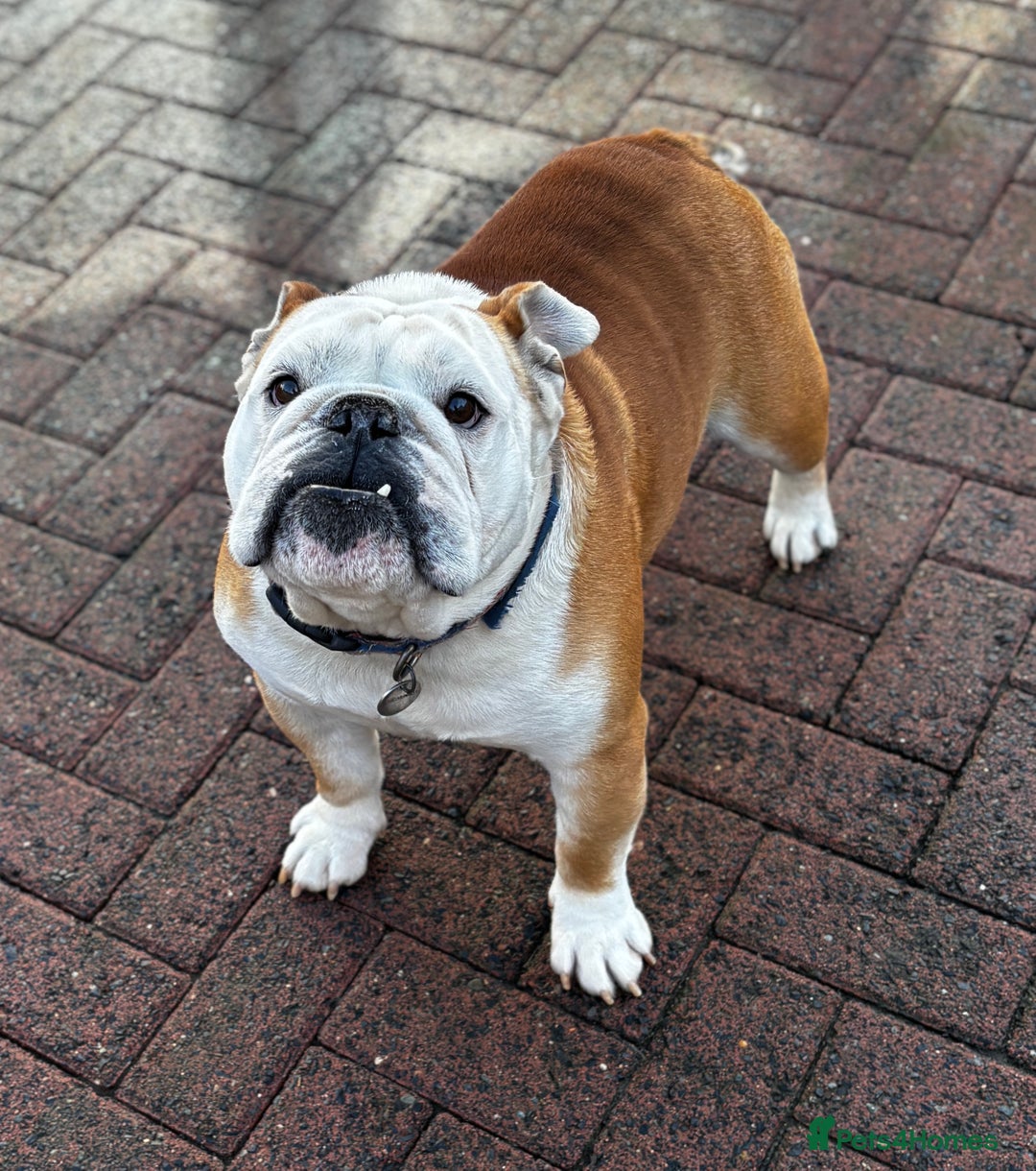 English Bulldog dogs for stud: Mr Belvedere English Bulldog available for stud in Carlisle - Image 9