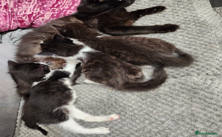 Mixed Breed cats - Advert 14