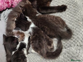 Mixed Breed cats - Advert 30