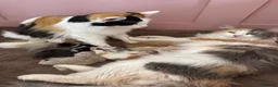 Norwegian Forest Cat cats for sale: Norwegian Forrest Cross Kittens  - Advert 1
