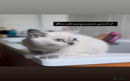 British Shorthair cats for sale: Colourpoint/ bicolour British shorthair kittens  - Image 13
