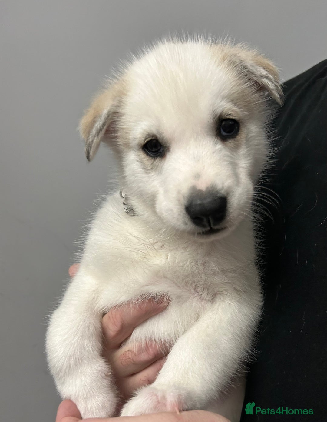 Siberian Husky dogs for sale: Beautiful Husky Puppies – Ready in 2 Weeks!  - Advert 5