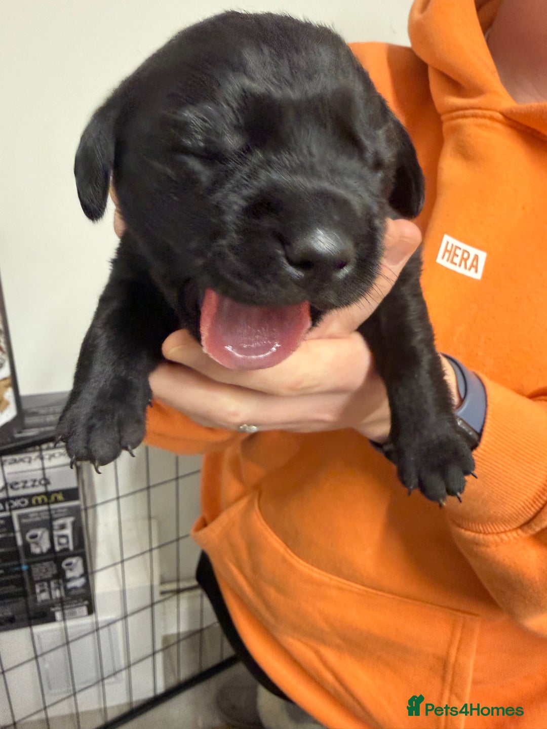 Labrador Retriever dogs for sale: Chunky Black Labrador Puppies! - Advert 16