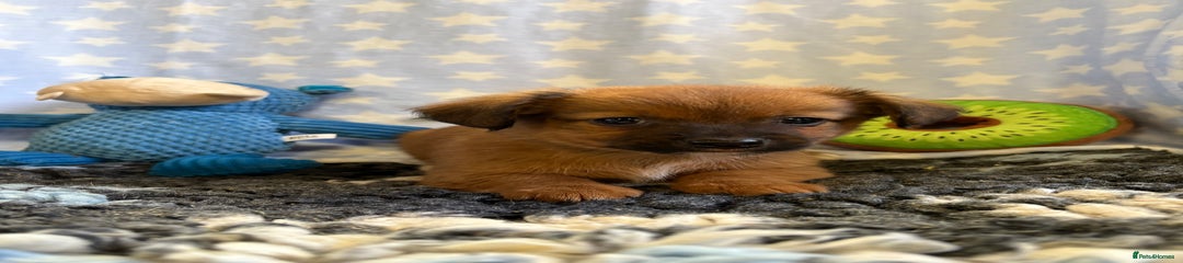 Mixed Breed Puppy 2