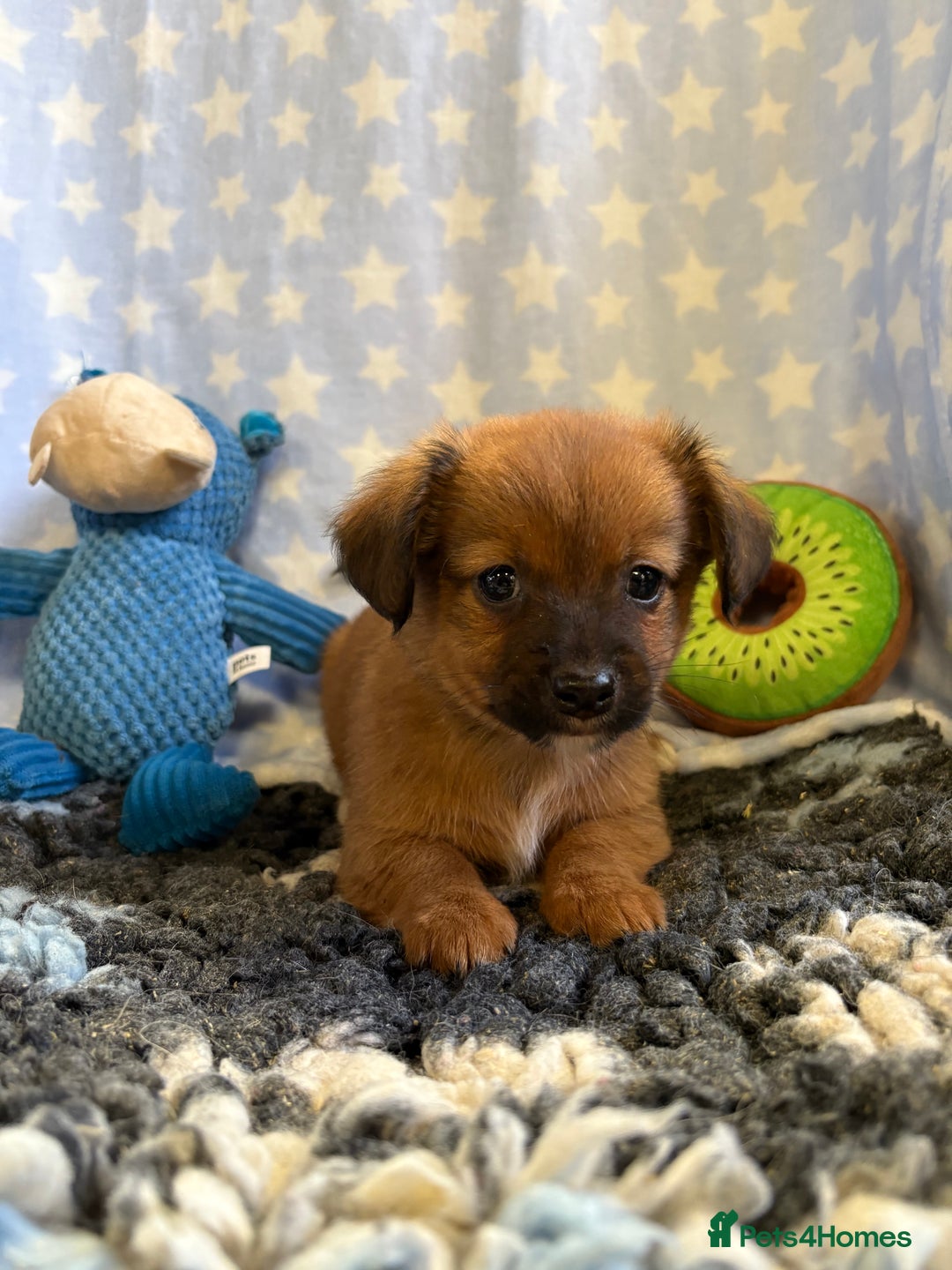 Mixed Breed dogs for sale: Stunning Tiny Yorkie Jack puppies  - Image 9