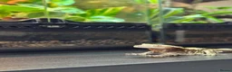 Gecko reptiles for sale: ❗️Crested Gecko & Setup❗️ in Cradley Heath - Advert 3