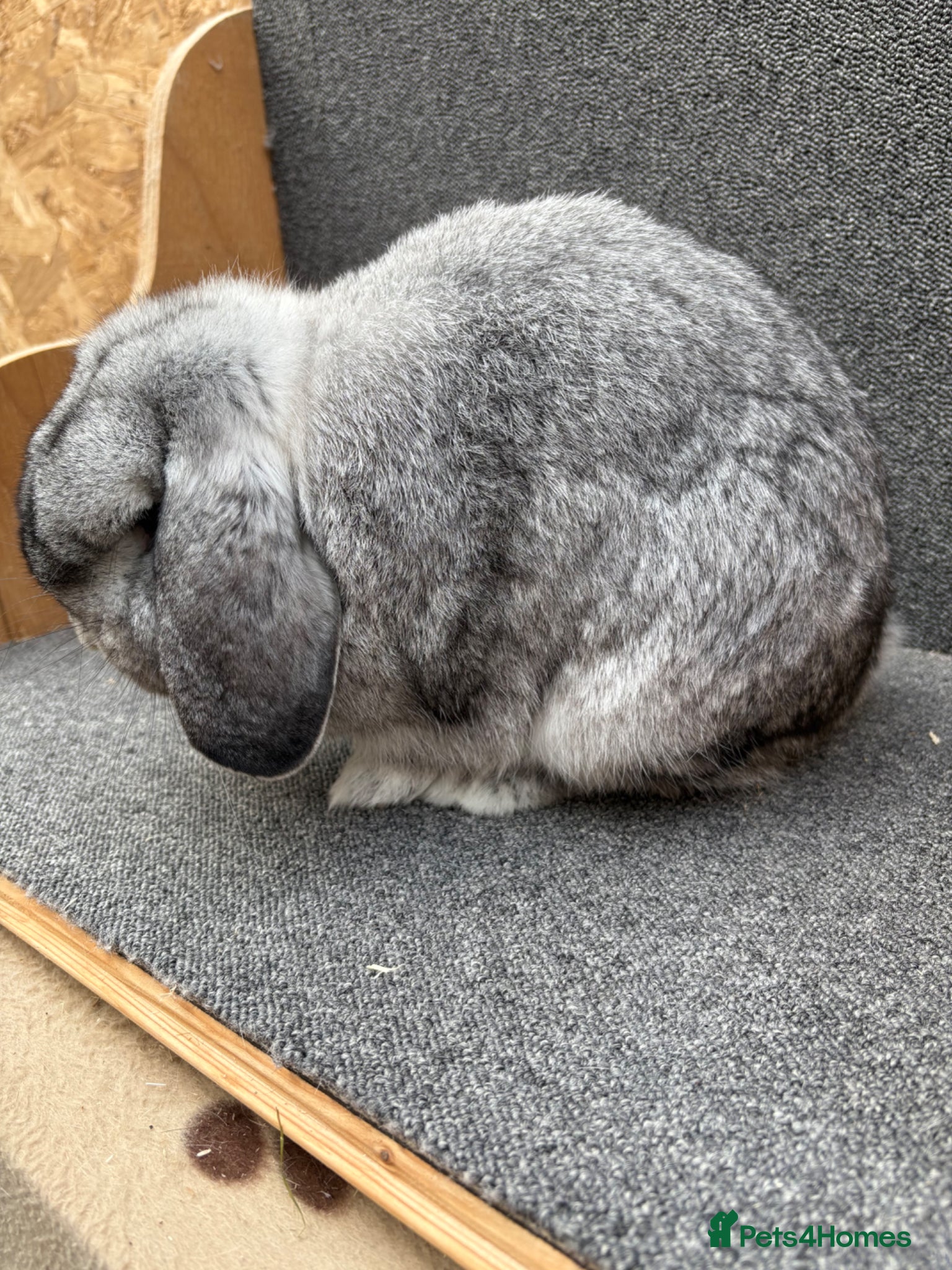 Mixed Breed rabbits Small Dwarf Lop  - Advert 14