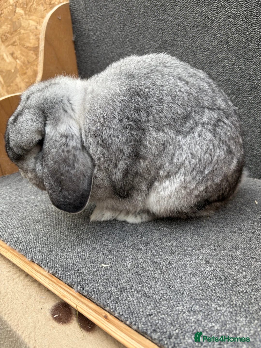 Mixed Breed rabbits for sale: Small Dwarf Lop  - Advert 1